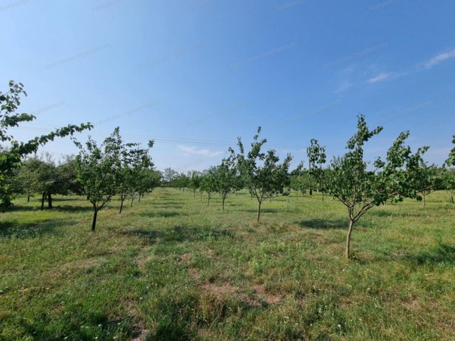 Eladó mezogazdasagi ingatlan, Gyulán 11.4 M Ft