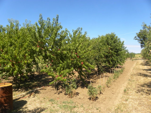 Eladó családi ház, Mohácson 15.2 M Ft, 2 szobás