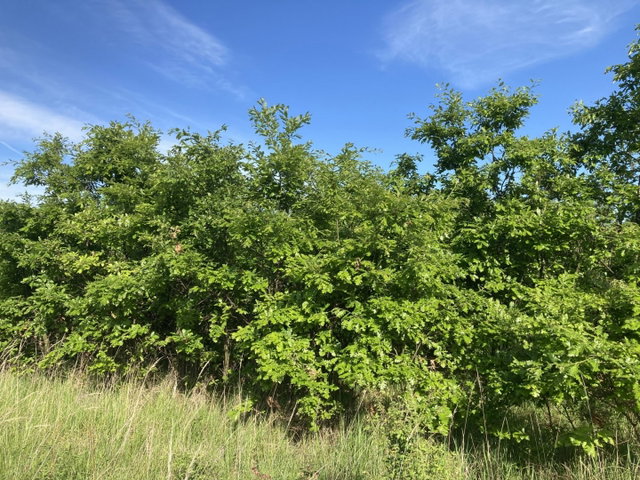 Eladó mezogazdasagi ingatlan, Hidegkúton 14.42 M Ft