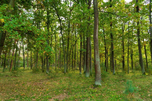 Eladó mezogazdasagi ingatlan, Somoskőújfalun 1.5 M Ft