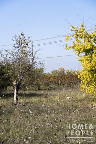 Eladó mezogazdasagi ingatlan, Szegeden 7.5 M Ft