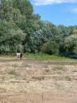 Eladó mezogazdasagi ingatlan, Piliscsabán 90 M Ft