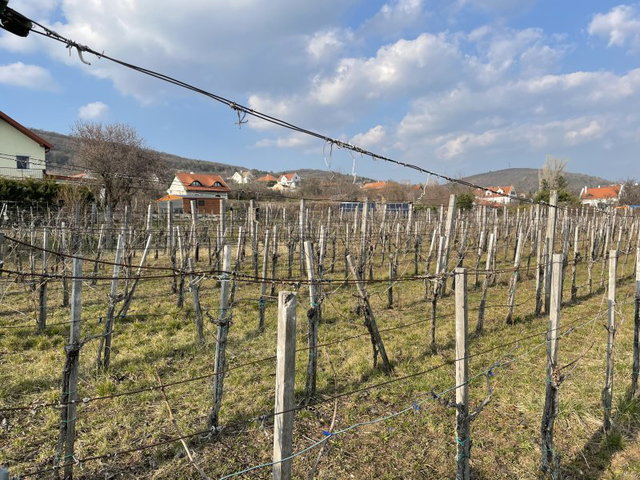 Eladó mezogazdasagi ingatlan, Csopakon 114.9 M Ft