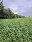 Eladó mezogazdasagi ingatlan, Balatonbogláron 3.5 M Ft
