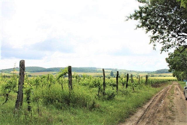 Eladó telek, Balatoncsicsón 25.18 M Ft / költözzbe.hu