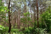 Eladó mezogazdasagi ingatlan, Sárbogárdon 5.8 M Ft