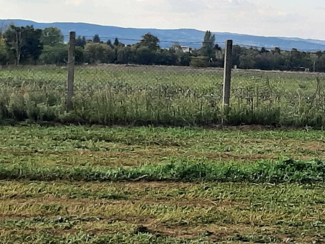 Eladó mezogazdasagi ingatlan, Balatonszárszón 14 M Ft