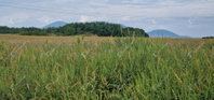 Eladó ipari ingatlan, Sárospatakon 349 M Ft / költözzbe.hu