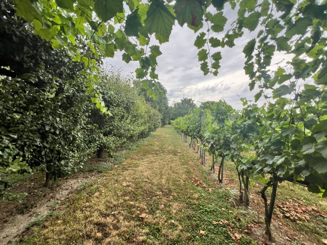 Eladó mezogazdasagi ingatlan, Mohácson 6.9 M Ft