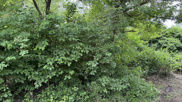 Eladó mezogazdasagi ingatlan, Balatongyörökön 20 M Ft