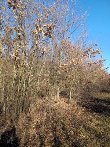 Eladó mezogazdasagi ingatlan, Tiszaszigeten 6.2 M Ft