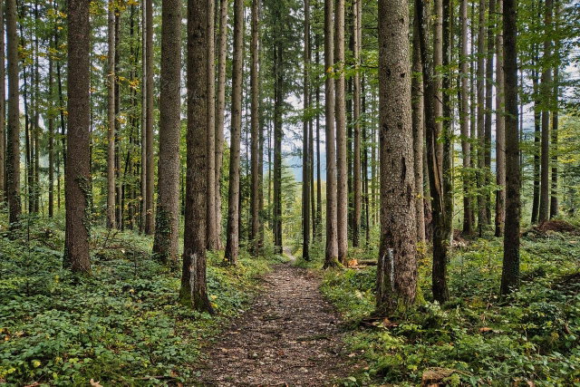 Eladó mezogazdasagi ingatlan, Nemessándorházán 13.5 M Ft