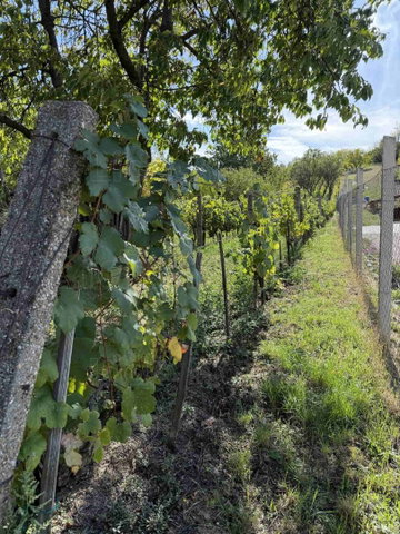 Eladó mezogazdasagi ingatlan, Móron 12.5 M Ft, 1 szobás