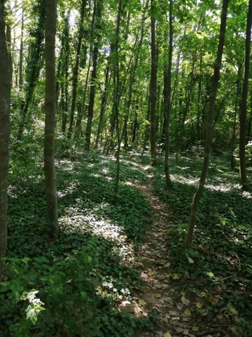 Eladó ipari ingatlan, Balatonszárszón 894 M Ft
