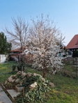 Eladó családi ház, Budakalászon 79.9 M Ft, 4 szobás
