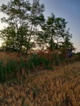 Eladó mezogazdasagi ingatlan, Balatonszabadiban 28 M Ft