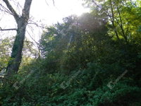 Eladó telek, Zalaegerszegen 9.9 M Ft / költözzbe.hu