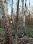 Eladó mezogazdasagi ingatlan, Kerekegyházán 140 M Ft, 1 szobás