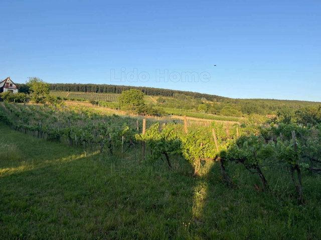 Eladó mezogazdasagi ingatlan, Balatonlelleén 29.5 M Ft