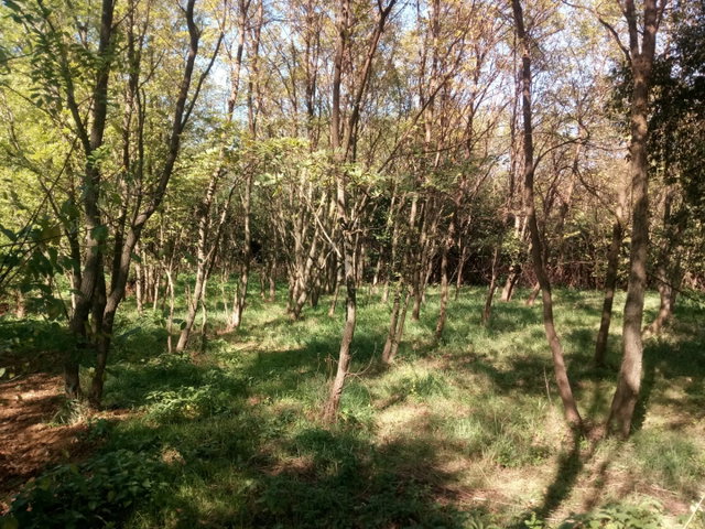 Eladó telek, Pécsett 4.7 M Ft / költözzbe.hu