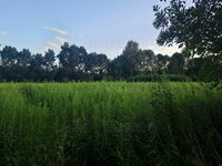 Eladó mezogazdasagi ingatlan, Nagykanizsán 6 M Ft