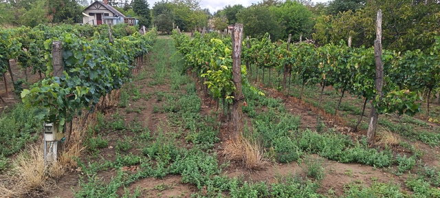 Eladó mezogazdasagi ingatlan, Balatonlelleén 3.99 M Ft