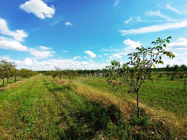 Eladó mezogazdasagi ingatlan, Sződön 72.5 M Ft