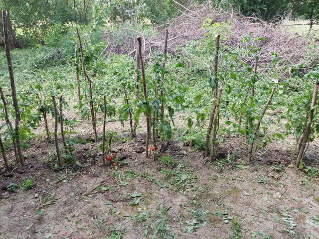 Eladó mezogazdasagi ingatlan, Balatonszabadiban 11.9 M Ft