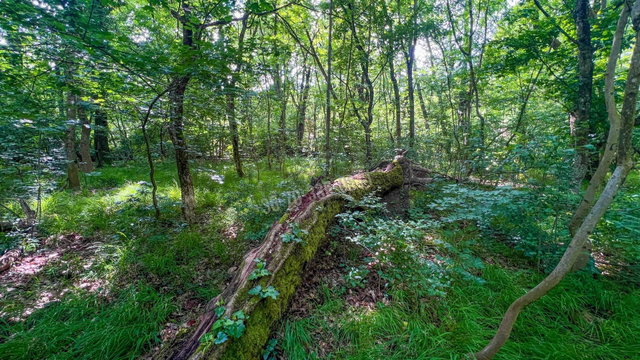 Eladó telek, Kismaroson, Boglárka utcában 74 M Ft