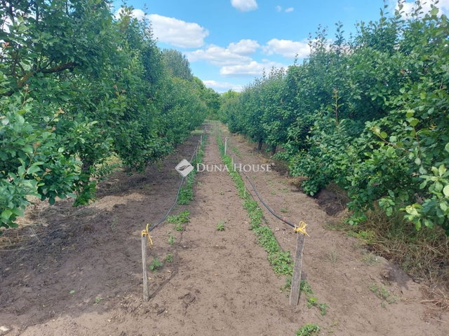Eladó családi ház, Izsákon 22.5 M Ft, 1 szobás