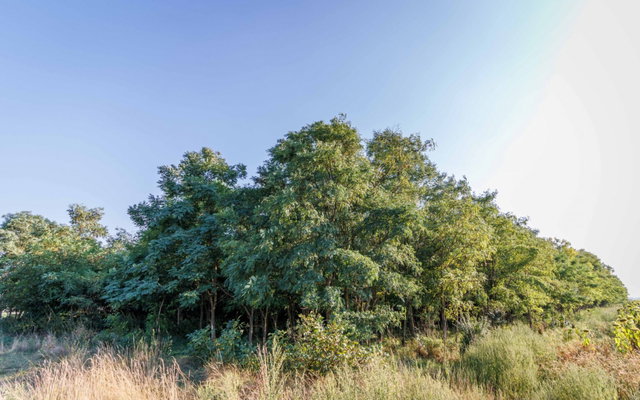 Eladó mezogazdasagi ingatlan, Lovasberényben 5.5 M Ft