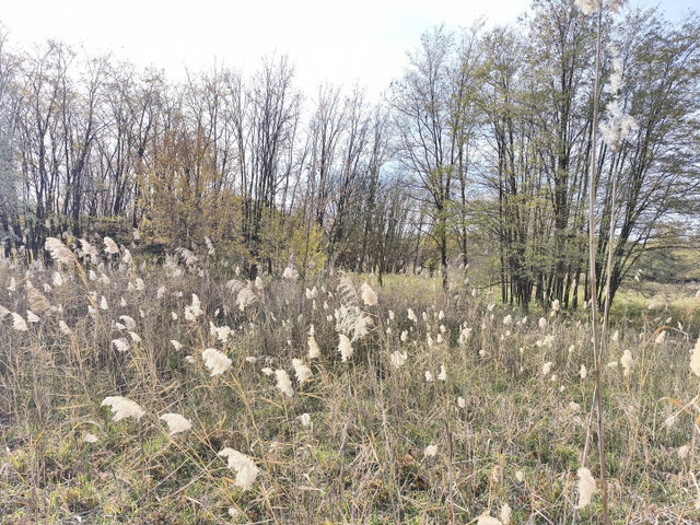 Eladó telek, Farmoson 9.9 M Ft / költözzbe.hu