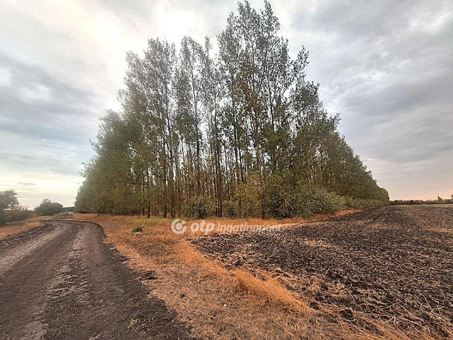 Eladó mezogazdasagi ingatlan, Szeghalmon 60 M Ft
