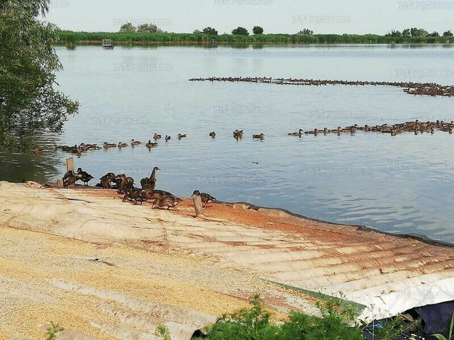 Eladó mezogazdasagi ingatlan, Tiszasülyön 450 M Ft
