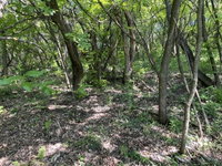 Eladó telek, Verőcén 9.9 M Ft / költözzbe.hu