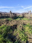 Eladó mezogazdasagi ingatlan, Balatoncsicsón 5.1 M Ft