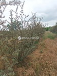 Eladó mezogazdasagi ingatlan, Hernádon 8 M Ft