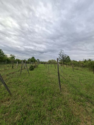 Eladó mezogazdasagi ingatlan, Pásztón 3.5 M Ft