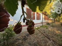 Eladó mezogazdasagi ingatlan, Kecskeméten 105 M Ft, 3 szobás