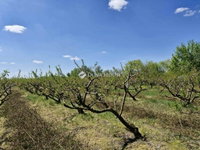 Eladó mezogazdasagi ingatlan, Bordányon 14.6 M Ft