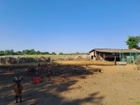 Eladó mezogazdasagi ingatlan, Felgyőn 75 M Ft