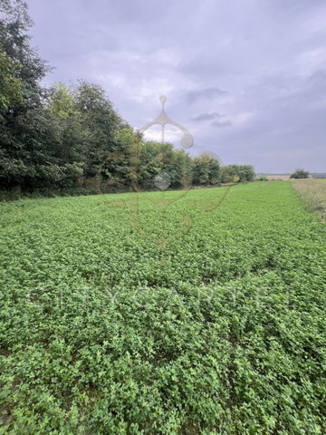 Eladó mezogazdasagi ingatlan, Balatonbogláron 3.5 M Ft