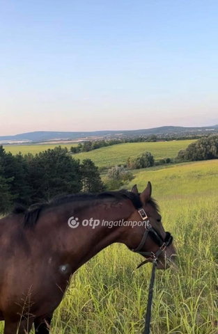 Eladó telek, Etyeken 75 M Ft / költözzbe.hu