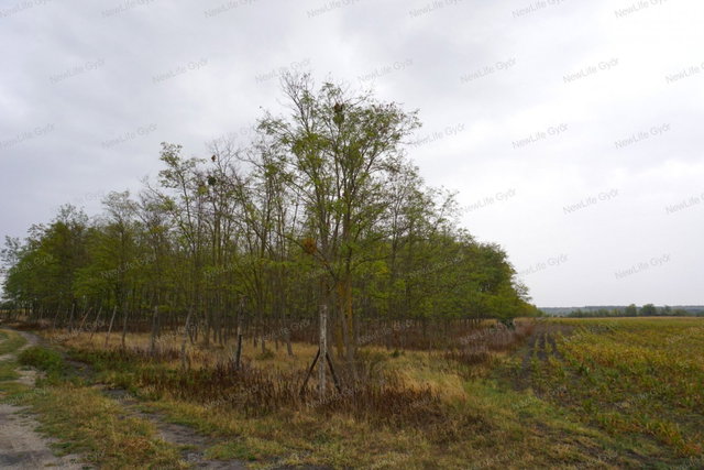 Eladó mezogazdasagi ingatlan, Gönyűn 19.9 M Ft