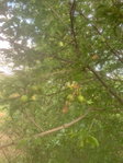 Eladó mezogazdasagi ingatlan, Balatonendréden 7 M Ft