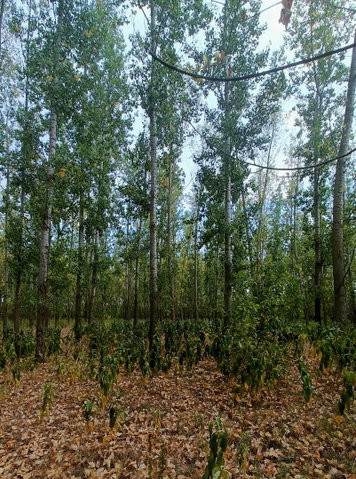 Eladó mezogazdasagi ingatlan, Kiskunmajsán 16.7 M Ft