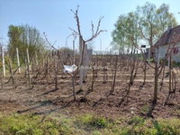 Eladó telek, Csokonyavisontán, Rét dűlőn 3.2 M Ft