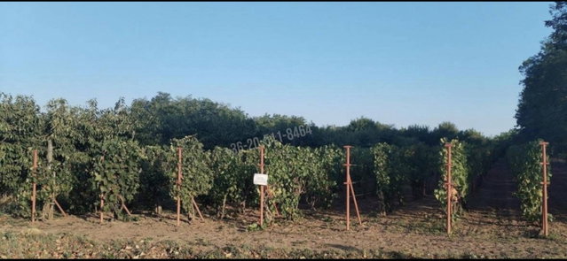 Eladó telek, Bölcskén, Kiserdei utcában 0.85 M Ft
