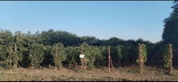 Eladó telek, Bölcskén, Kiserdei utcában 0.85 M Ft