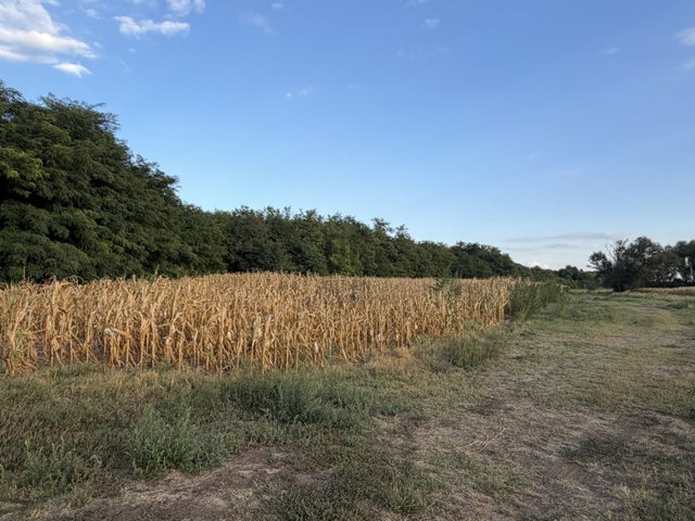 Eladó telek, Nyíregyházán 59 M Ft / költözzbe.hu